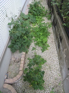 ひとつぼ家庭菜園 ミツバはミズが命