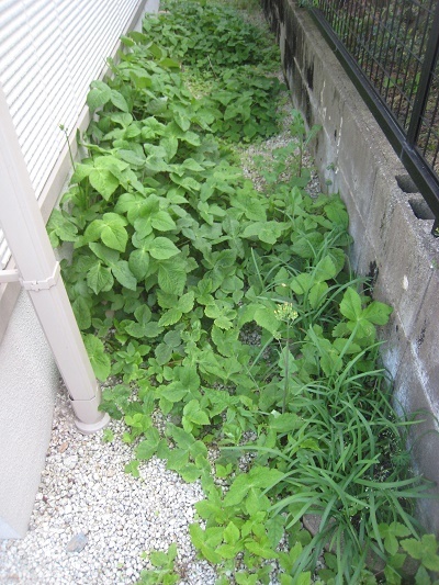 ひとつぼ家庭菜園 ミツバ料理とは珍しい