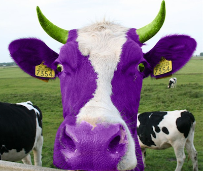 Purple_Cow.png
