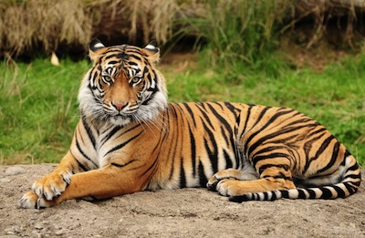 tiger-.jpg