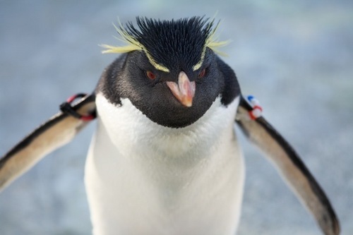 はるるんスマイル 面白フォト O イワトビペンギン