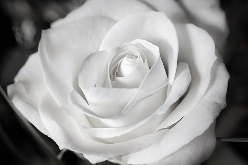 rose-white.jpg
