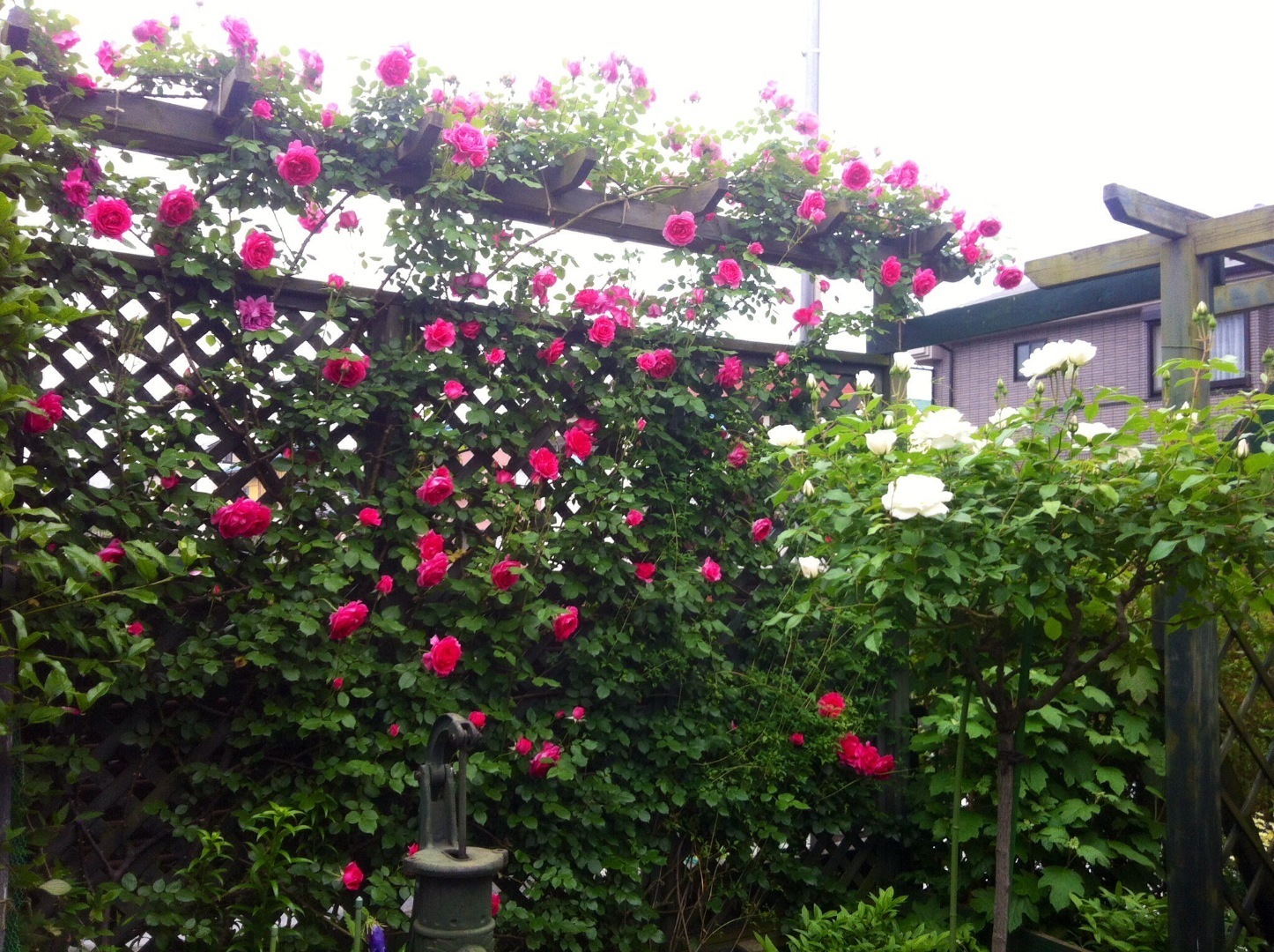 秋和ばら園芸のブログ つるバラの剪定 誘引の作業例