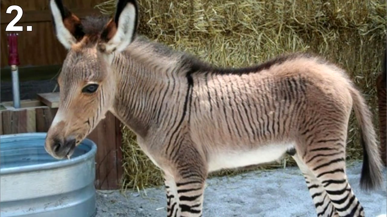 アニマルカフェ 雑種動物