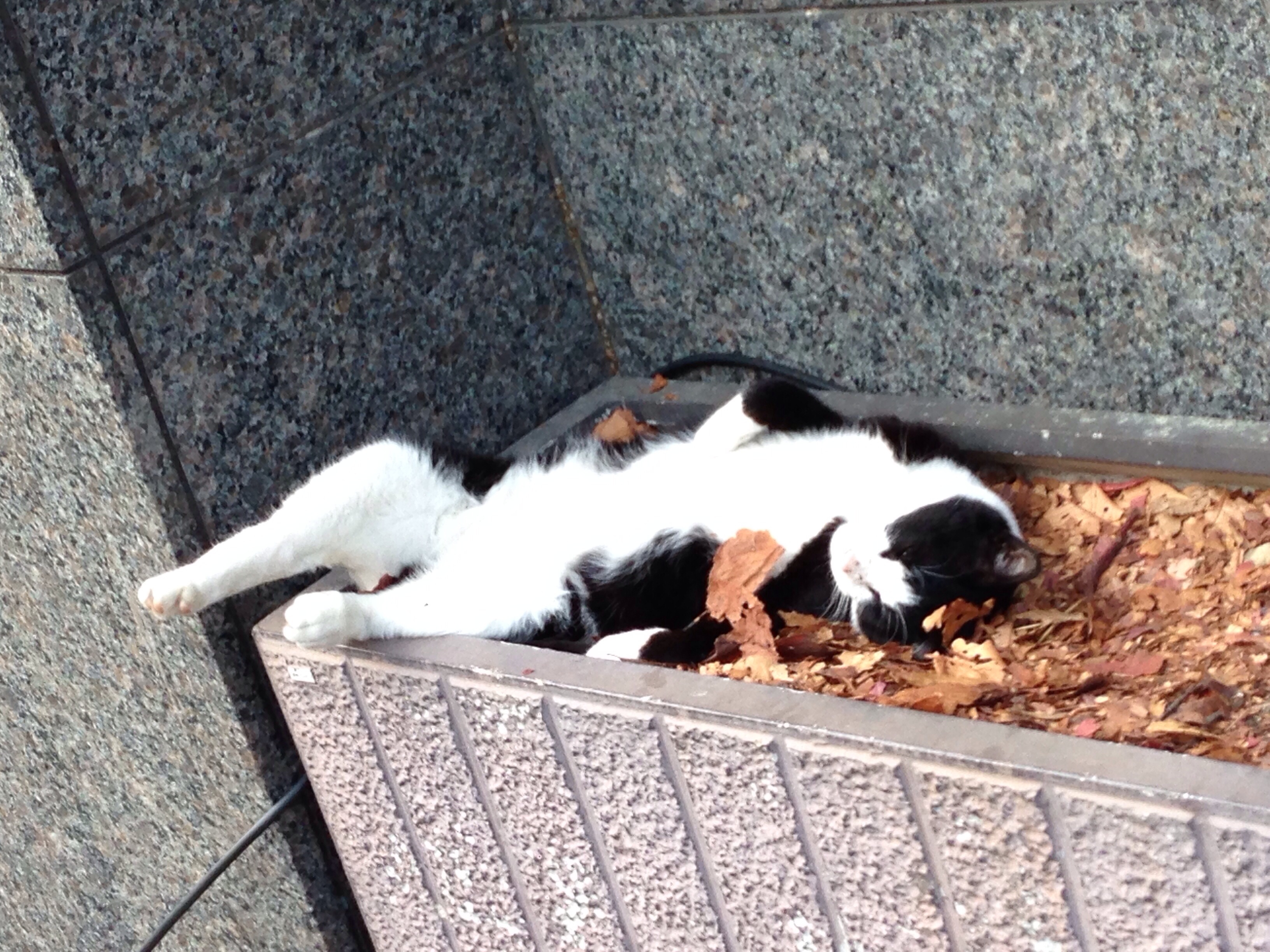 街中のステキ看板全集 看板猫