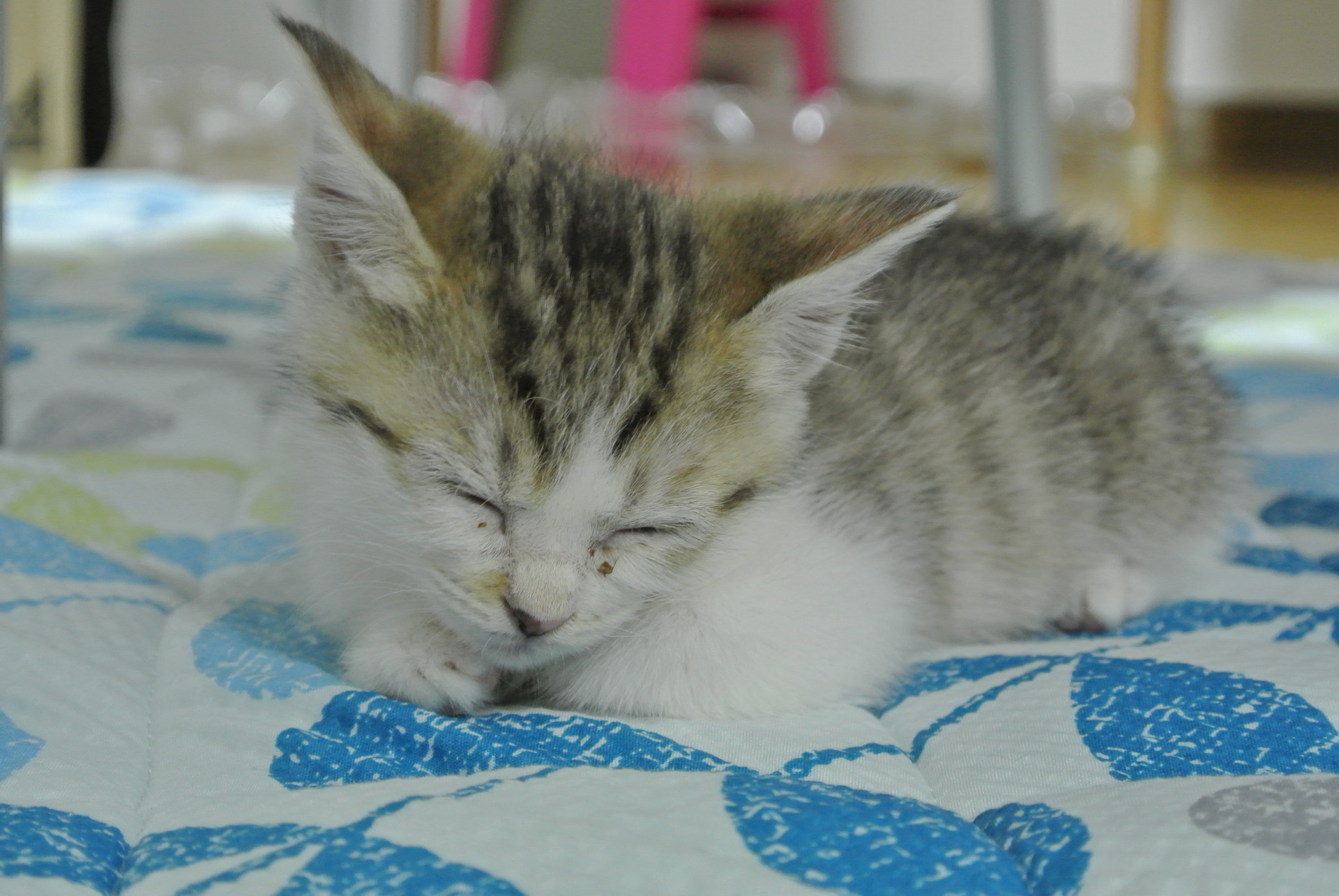 癒しの猫さん 子猫時代