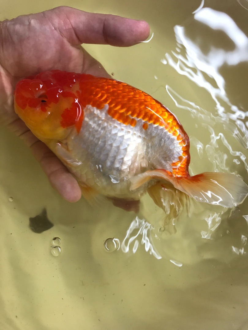 金魚の生活 巨大らんちゅう