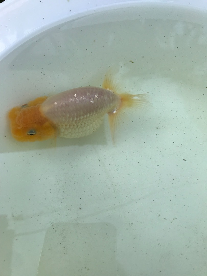 金魚の生活 色が白いらんちゅう