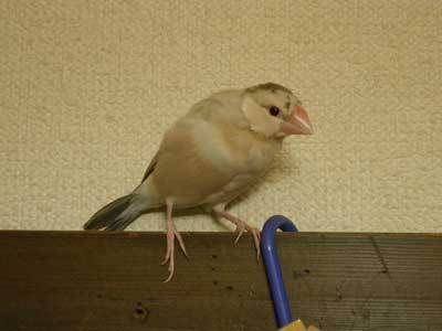 ビビ鳥の里 我が家の鳥ブログ カーテンレールに まさか こんなものが