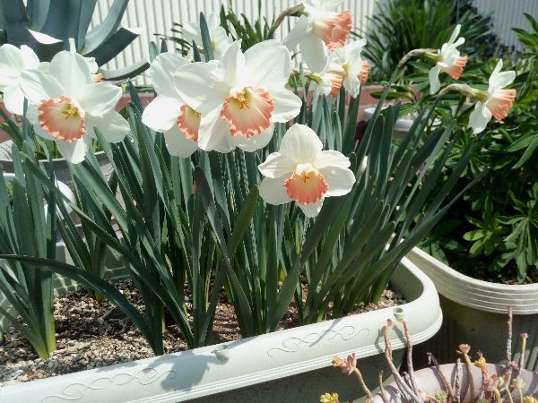 大好きな花 庭植え 鉢植え すいせん ピンクチャーム