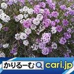 73_Purple Flowers22128w500x500.jpg