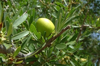 argan-fruit.jpg