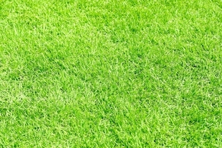 青々とした芝生のテクスチャー.jpg