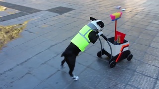 2 Boston terrier clean up the city.avi_000074910.png