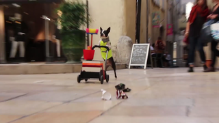 2 Boston terrier clean up the city.avi_000111948.png