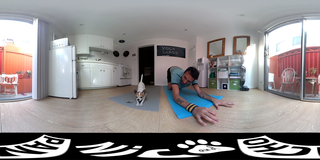 CHIHUAHUA DOING YOGA WITH OWNER 360 VR _ Nic and Pancho.avi_000054452.png