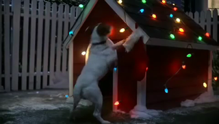 Jack Russell Christmas.avi_000004954.png