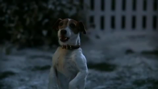 Jack Russell Christmas.avi_000022085.png