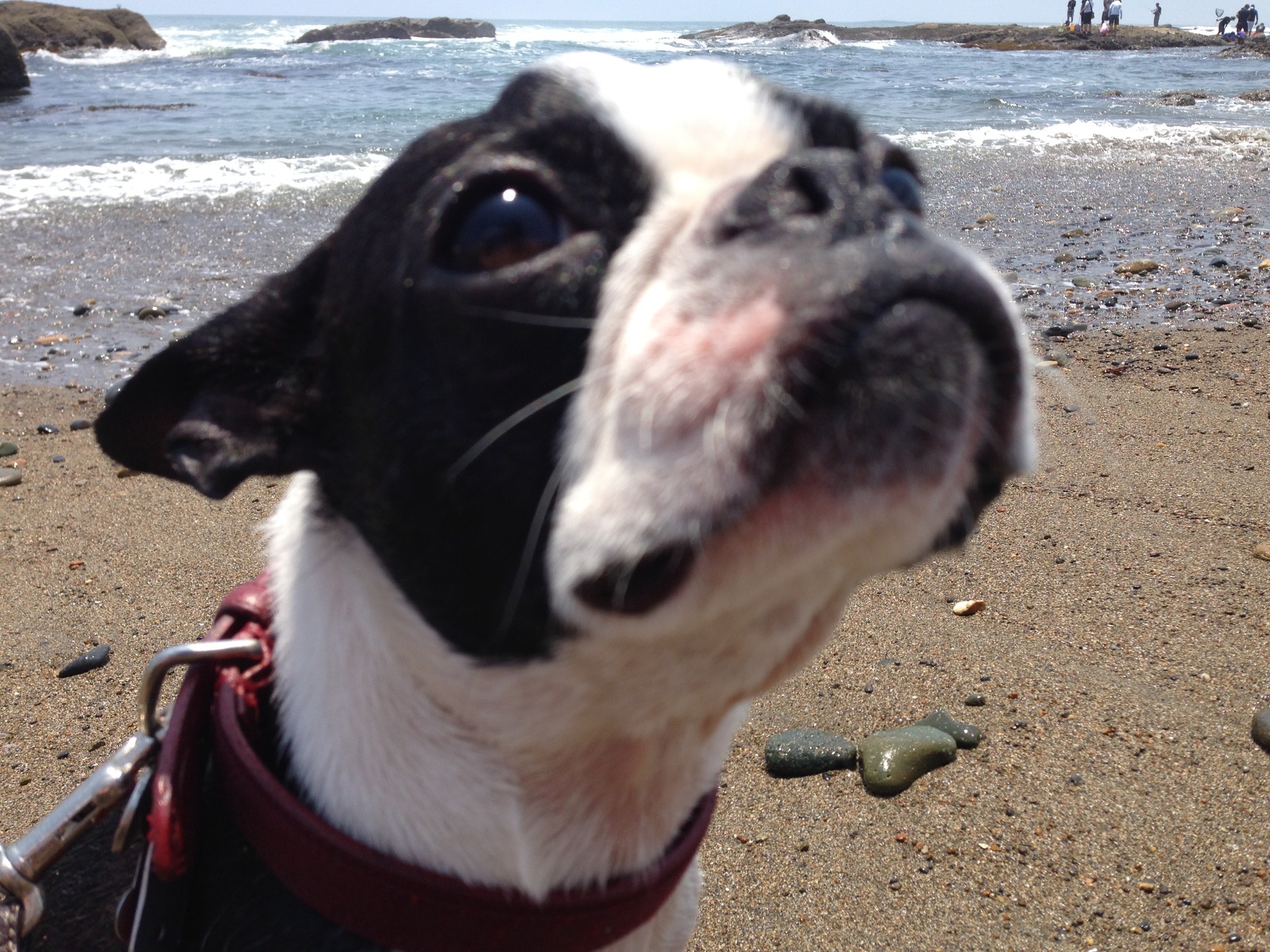 ボストンテリアのカールさんのゆったり生活 犬の散歩に潜む身近な危険 犬の口に寄生したテントウムシ