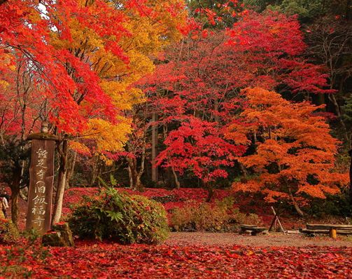 大自然 田舎暮らし 秋の紅葉スポットランキング 宮ヶ瀬ダム