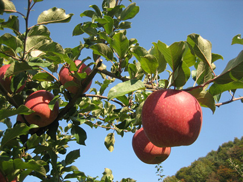 シニア農夫の B級 ブログ 薬効果物 リンゴ