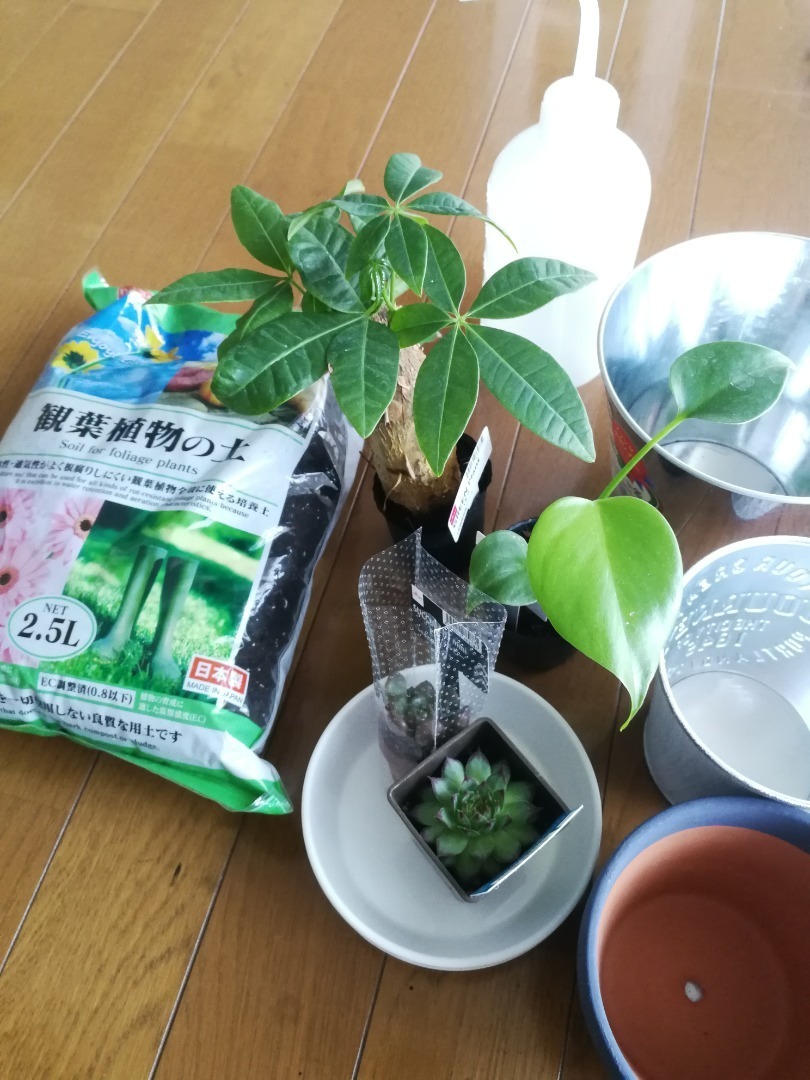 Doさんの賃貸diy Life ダイソーの観葉植物を部屋に置く