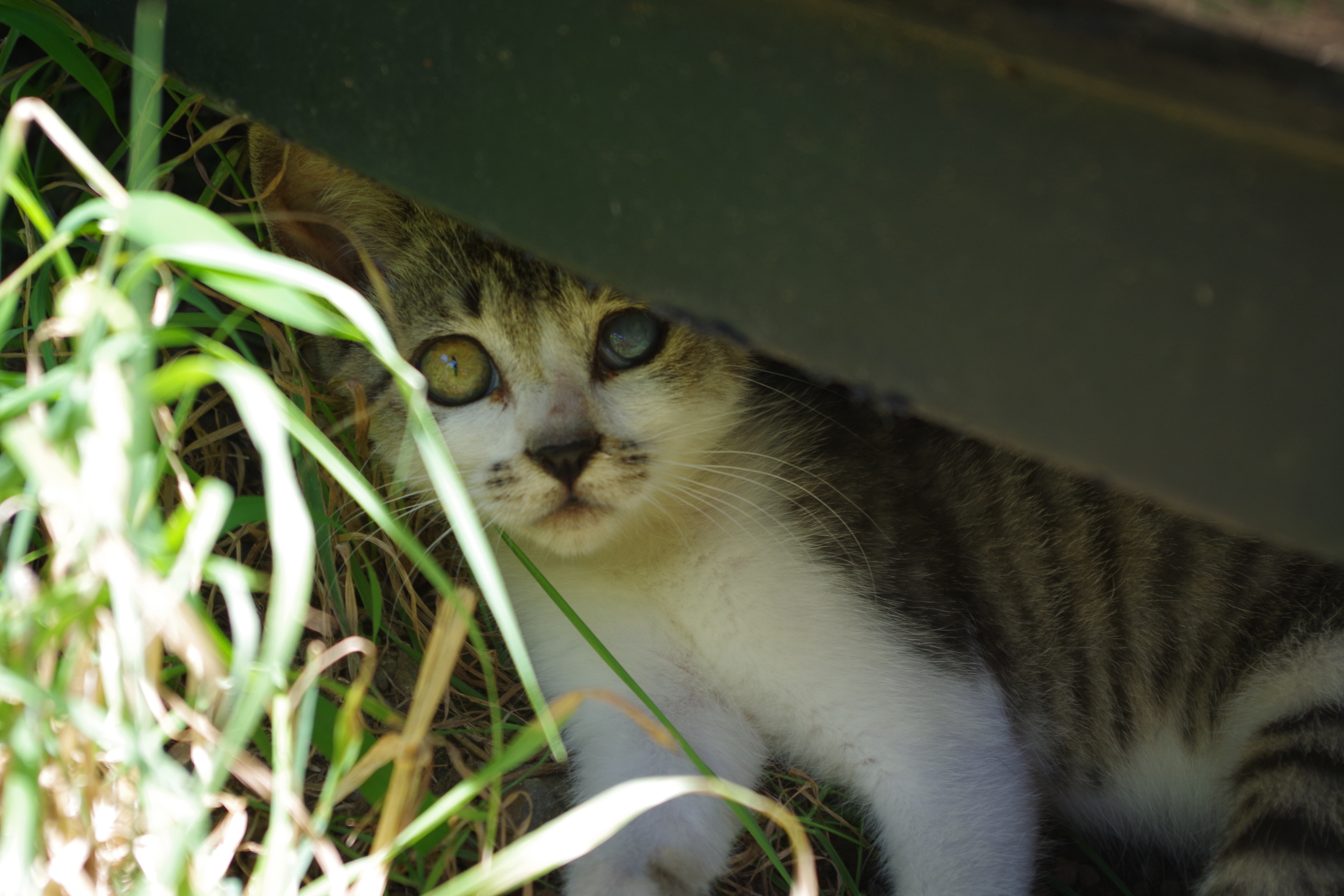 駆け出しカメコの動物写真記 隻眼のタマちゃん