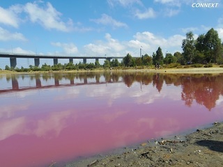 Pink Lake Melb.jpg