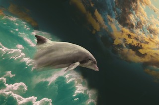 dolphin-2562115_1920.jpg