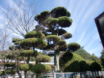 植木屋 Gardensora 剪定 植木屋高知 カイズカイブキ剪定 ヒラドツツジ剪定 松剪定