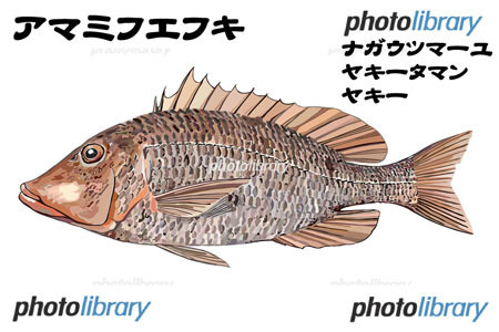 画像イラスト販売 沖縄の魚イラスト アマミフエフキ