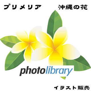 画像イラスト販売 沖縄の花 プリメリア