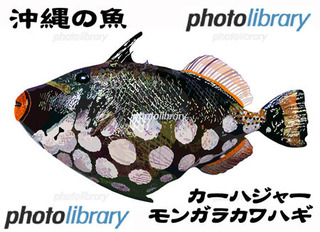 画像イラスト販売 沖縄の魚 モンガラカワハギ