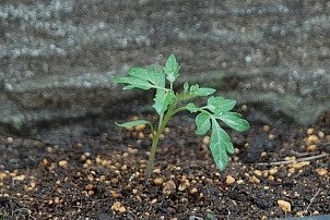 八王子のミニ家庭菜園つれづれ日記 食用ほおずき ミニトマトはいかが こぼれ種から発芽したものを移植した ミニトマト の苗t94番が 消えてなくなった