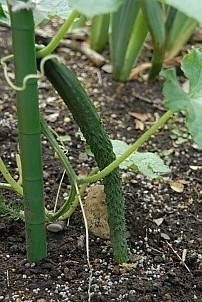 D2017-VEG-0707.jpg