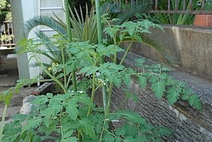 八王子のミニ家庭菜園つれづれ日記 食用ほおずき ミニトマトはいかが 放任栽培のミニトマト 苗t96番 がとても元気