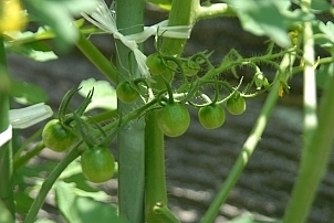 八王子のミニ家庭菜園つれづれ日記 食用ほおずき ミニトマトはいかが 放任栽培のミニトマトの実が小さい