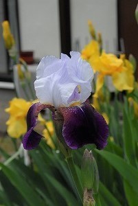 八王子のミニ家庭菜園つれづれ日記 食用ほおずき ミニトマトはいかが ジャーマンアイリス 白 紫 の一番花が咲きました