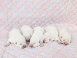 紀州犬 花 と健康を考える 犬のマウンティング