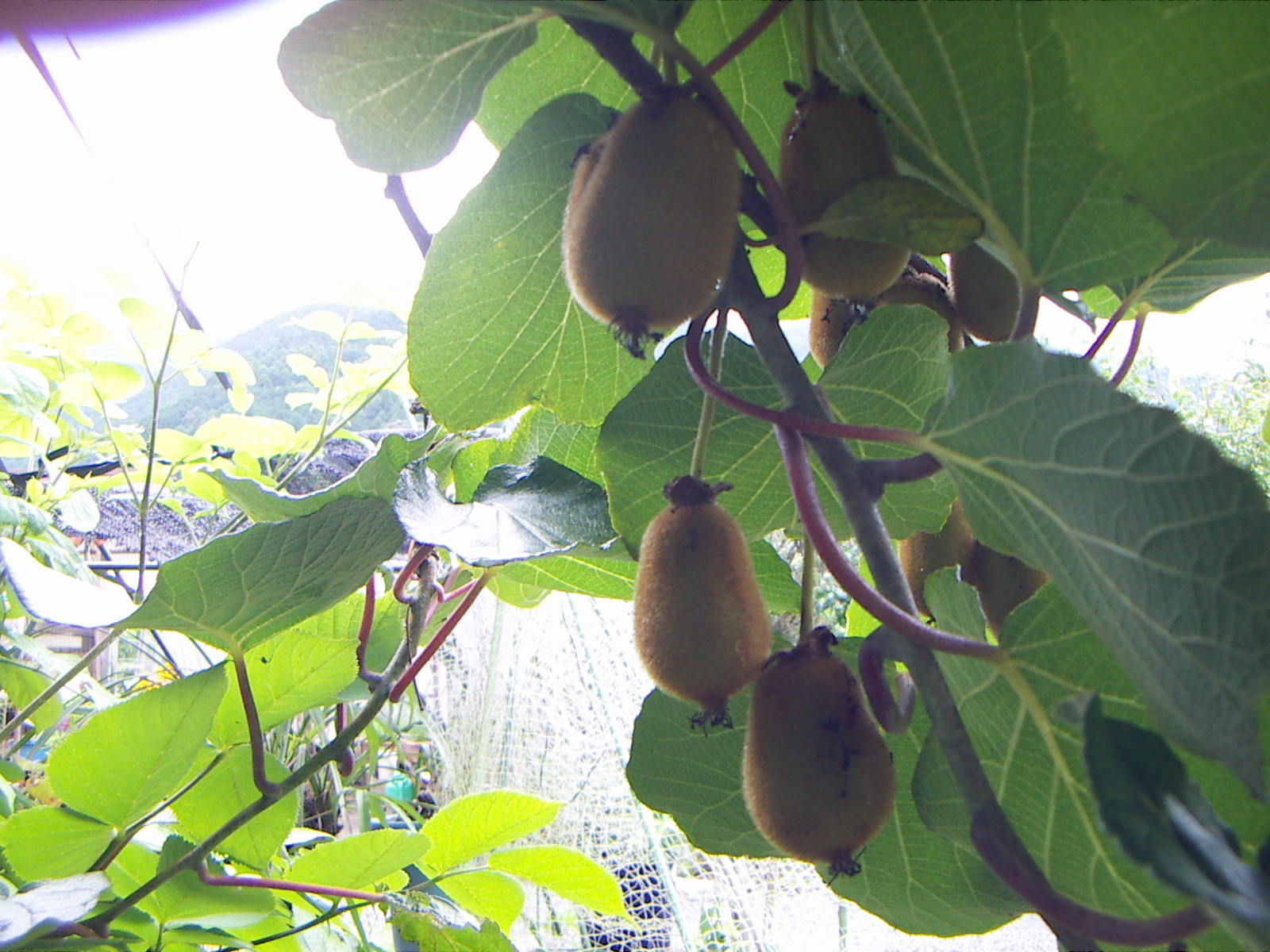 楽しい家庭菜園 花と野菜を育てるヒント ゴールデンとグリーン キウイはr2年もすくすくと