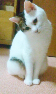 うちの可愛い猫はなちゃん120919_2209~03.jpg