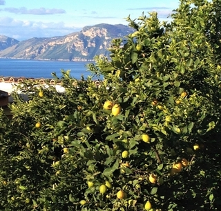 イタリアシチリア島 レモン農園の風景3663702_s.jpg
