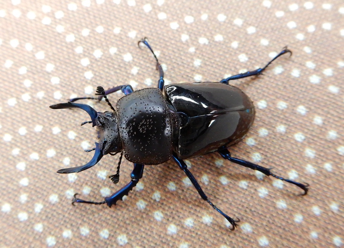 ドウイロクワガタ Beetles Breeding Blog Part2
