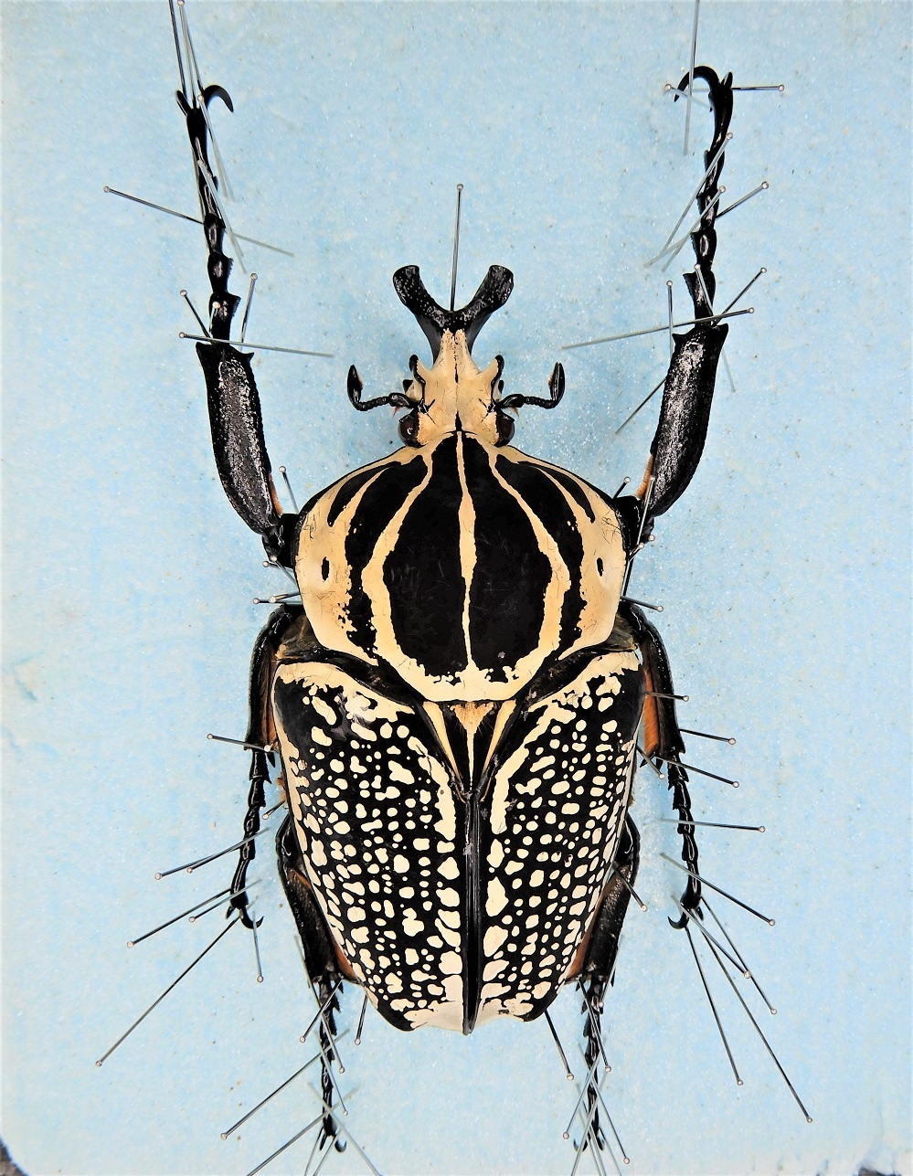 ゴライアスオリエンタリス Goliathus orientalis: Beetles Breeding 