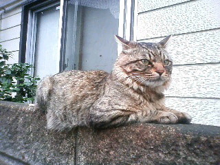 姫子うさぎと悪猫 うちの悪猫ちゃん