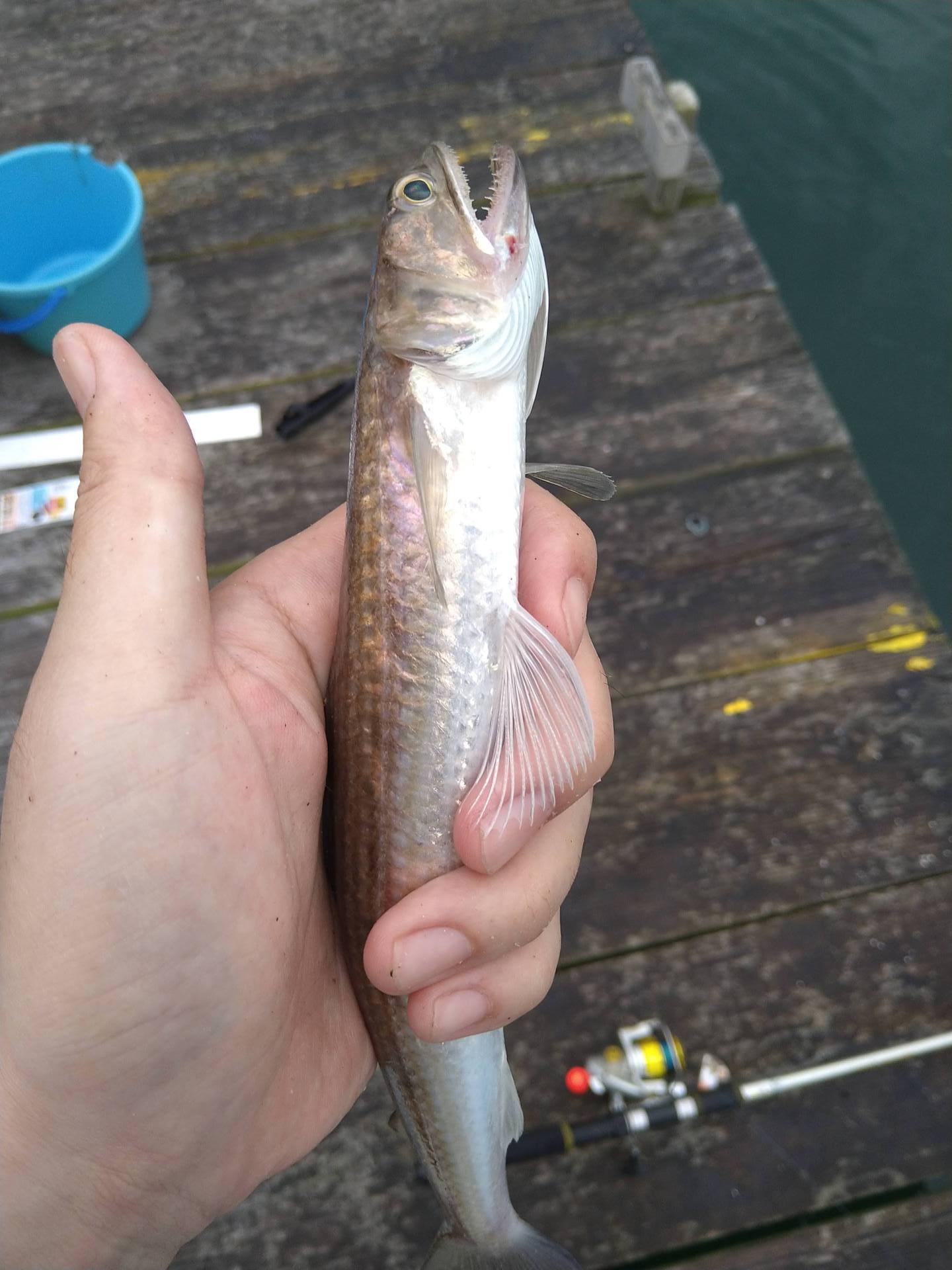 北陸釣りスポットを紹介するブログ アジの泳がせ釣りでエソが釣れました