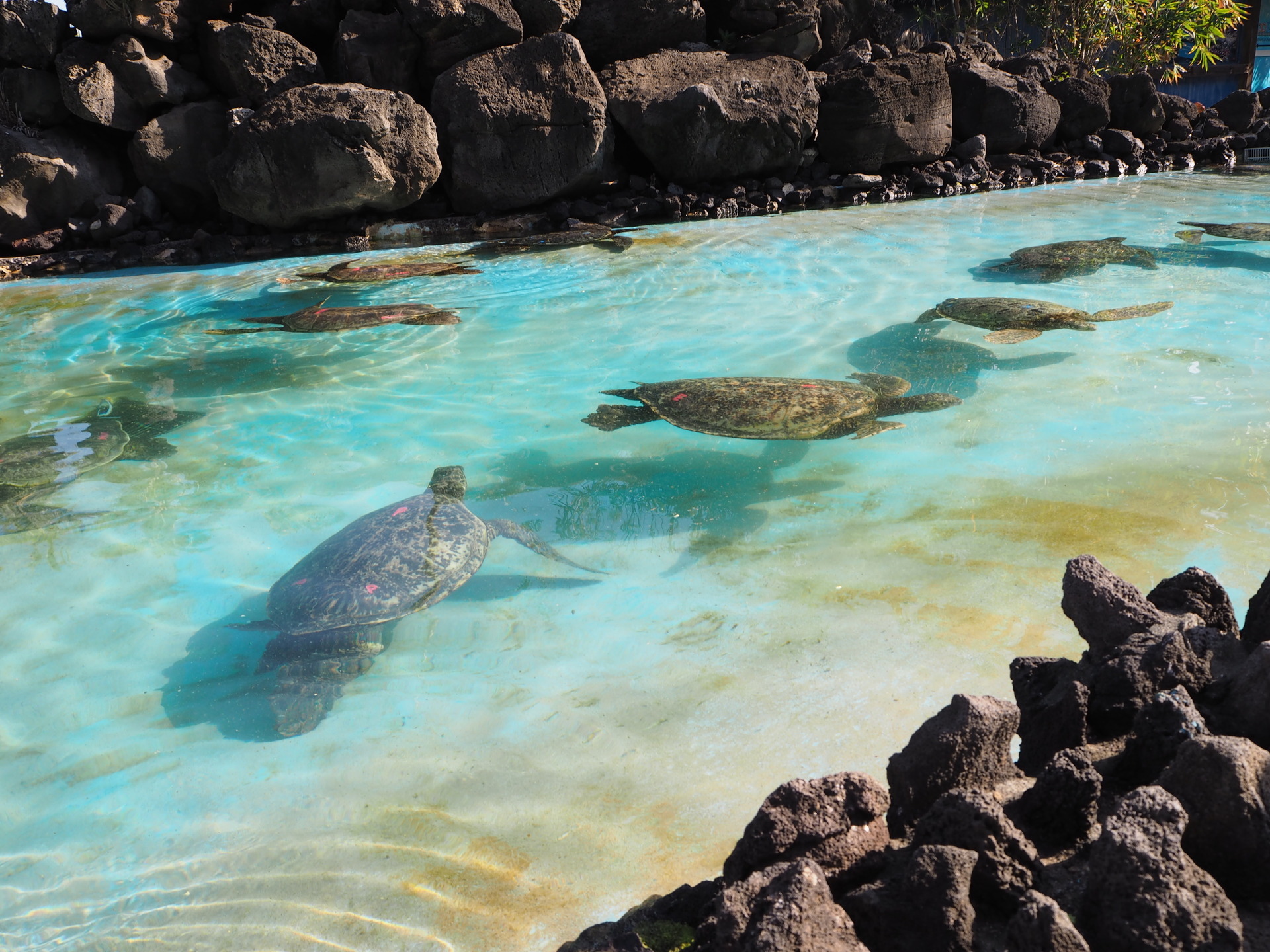 夫婦で行く夢の島hawaii 定番のハワイ Jtbのおまけでsea Life Park シーライフパーク の口コミ