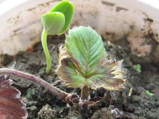 いちご日記すいか日記 イチゴとスイカの育ち方 いちごカップのスイカの雌花は受粉成功かも