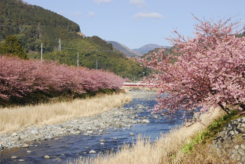 地方カメラマンの気まぐれ日記 河津桜 東伊豆河津町