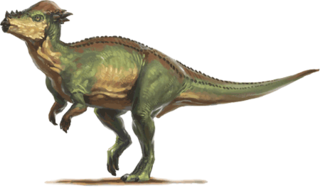 pachycephalosaurus.png
